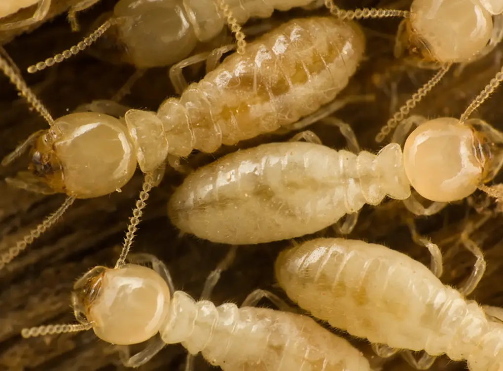 Termite Control Nogales